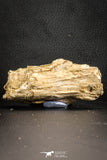 07560 - Top Rare 3.76 Inch Calamopleurus africanus Cretaceous Fish Skull Bone KemKem Beds