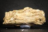 07560 - Top Rare 3.76 Inch Calamopleurus africanus Cretaceous Fish Skull Bone KemKem Beds