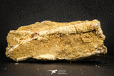 07560 - Top Rare 3.76 Inch Calamopleurus africanus Cretaceous Fish Skull Bone KemKem Beds