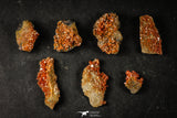 21665 -  Great Collection of 7 Red Vanadinites on Natural Manganese-Iron Oxide Matrix from Morocco