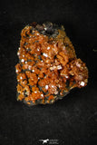 21665 -  Great Collection of 7 Red Vanadinites on Natural Manganese-Iron Oxide Matrix from Morocco