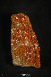 21665 -  Great Collection of 7 Red Vanadinites on Natural Manganese-Iron Oxide Matrix from Morocco