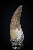 20445 - Top Quality 1.36 Inch Partially Rooted Elasmosaur (Zarafasaura oceanis) Tooth