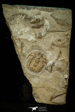 30554 - Top Beautiful 1.03 Inch Leviceraurus mammilloides Ordovician Trilobite - Ontario, Canada