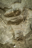 30554 - Top Beautiful 1.03 Inch Leviceraurus mammilloides Ordovician Trilobite - Ontario, Canada