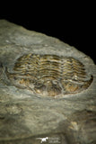 30554 - Top Beautiful 1.03 Inch Leviceraurus mammilloides Ordovician Trilobite - Ontario, Canada