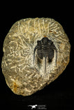 30555 - Well Preserved 1.41 Inch Cyphaspis (Otarion) cf. boutscharafinense Devonian Trilobite