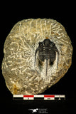 30555 - Well Preserved 1.41 Inch Cyphaspis (Otarion) cf. boutscharafinense Devonian Trilobite