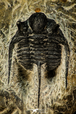 30555 - Well Preserved 1.41 Inch Cyphaspis (Otarion) cf. boutscharafinense Devonian Trilobite