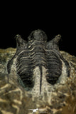 30555 - Well Preserved 1.41 Inch Cyphaspis (Otarion) cf. boutscharafinense Devonian Trilobite