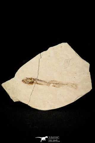 30556 - Beautiful 1.50 Inch Fossil Fish Fundulus nevadensis Pliocene - Nevada
