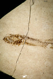 30556 - Beautiful 1.50 Inch Fossil Fish Fundulus nevadensis Pliocene - Nevada