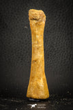 07563 - Rare Unidentified 3.17 Inch Crocodile Metatarsal Toe Bone Cretaceous KemKem