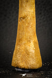 07563 - Rare Unidentified 3.17 Inch Crocodile Metatarsal Toe Bone Cretaceous KemKem
