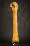 07563 - Rare Unidentified 3.17 Inch Crocodile Metatarsal Toe Bone Cretaceous KemKem