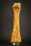 07563 - Rare Unidentified 3.17 Inch Crocodile Metatarsal Toe Bone Cretaceous KemKem