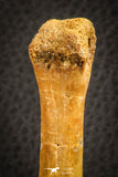 07563 - Rare Unidentified 3.17 Inch Crocodile Metatarsal Toe Bone Cretaceous KemKem