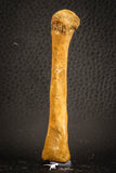 07563 - Rare Unidentified 3.17 Inch Crocodile Metatarsal Toe Bone Cretaceous KemKem