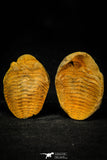 30559 - Beautiful 1.58 Inch Positive/Negative Metacryphaeus venustus Lower Devonian Trilobite - Bolivia