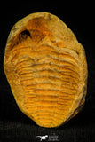 30559 - Beautiful 1.58 Inch Positive/Negative Metacryphaeus venustus Lower Devonian Trilobite - Bolivia