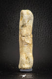 07564 - Great 2.42 Inch Spinosaurus Dinosaur Hand (Manus) Phalanx Bone Cretaceous KemKem