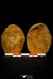 30559 - Beautiful 1.58 Inch Positive/Negative Metacryphaeus venustus Lower Devonian Trilobite - Bolivia