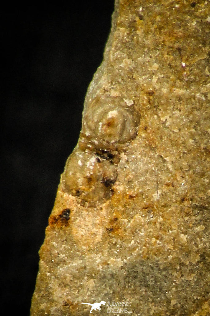 30560 - Top Rare 0.16 Inch Myrmecomimus tribulis Middle Cambrian Trilobite - Australia