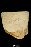 30561 - Extremely Rare 1.02 Inch Positive/Negative Xystridura saint-smithi Middle Cambrian Trilobite - Australia