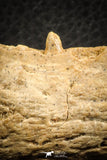 07566 - Top Rare 3.65 Inch Hamadasuchus rebouli Crocodile Partial Dentary Bone Cretaceous KemKem Beds