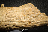 07566 - Top Rare 3.65 Inch Hamadasuchus rebouli Crocodile Partial Dentary Bone Cretaceous KemKem Beds