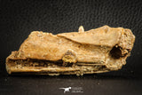 07566 - Top Rare 3.65 Inch Hamadasuchus rebouli Crocodile Partial Dentary Bone Cretaceous KemKem Beds