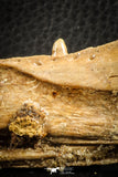 07566 - Top Rare 3.65 Inch Hamadasuchus rebouli Crocodile Partial Dentary Bone Cretaceous KemKem Beds