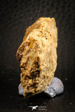07566 - Top Rare 3.65 Inch Hamadasuchus rebouli Crocodile Partial Dentary Bone Cretaceous KemKem Beds