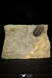 30564 - Beautiful 0.88 Inch Phacops rana milleri Devonian Trilobite - New York, USA