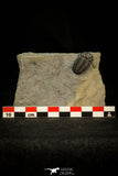 30564 - Beautiful 0.88 Inch Phacops rana milleri Devonian Trilobite - New York, USA