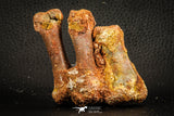 07567 - Top Rare 2.69 Inch Crocodile 3 Associated Metacarpal Bones Cretaceous KemKem Beds