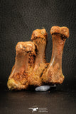 07567 - Top Rare 2.69 Inch Crocodile 3 Associated Metacarpal Bones Cretaceous KemKem Beds