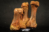 07567 - Top Rare 2.69 Inch Crocodile 3 Associated Metacarpal Bones Cretaceous KemKem Beds