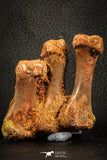 07567 - Top Rare 2.69 Inch Crocodile 3 Associated Metacarpal Bones Cretaceous KemKem Beds