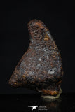 20456 - Taza (NWA 859) Iron Ungrouped Plessitic Octahedrite Meteorite 5.5g ORIENTED