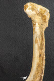 07571 - Top Rare 8.27 Inch Unidentified Crocodile Rib Bone Cretaceous KemKem Beds