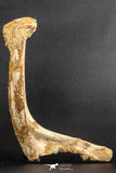 07571 - Top Rare 8.27 Inch Unidentified Crocodile Rib Bone Cretaceous KemKem Beds