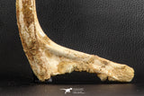 07571 - Top Rare 8.27 Inch Unidentified Crocodile Rib Bone Cretaceous KemKem Beds
