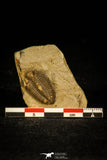 30571 - Top Rare 0.83 Inch Encrinurus sp Silurian Trilobite - China