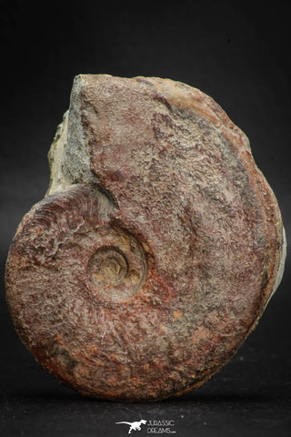 05915 - Beautiful 2.73 Inch Unidentified Lower Jurassic Ammonite