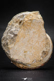 05915 - Beautiful 2.73 Inch Unidentified Lower Jurassic Ammonite