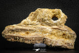 07573 - Top Rare 3.37 Inch Elosuchus sp Crocodile Partial Maxillary KemKem Beds