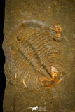30572 - Top Rare 0.81 Inch Dactylocephalus sp Lower Ordovician Trilobite - Morocco