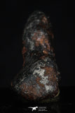 20459 - Taza (NWA 859) Iron Ungrouped Plessitic Octahedrite Meteorite 3.8g