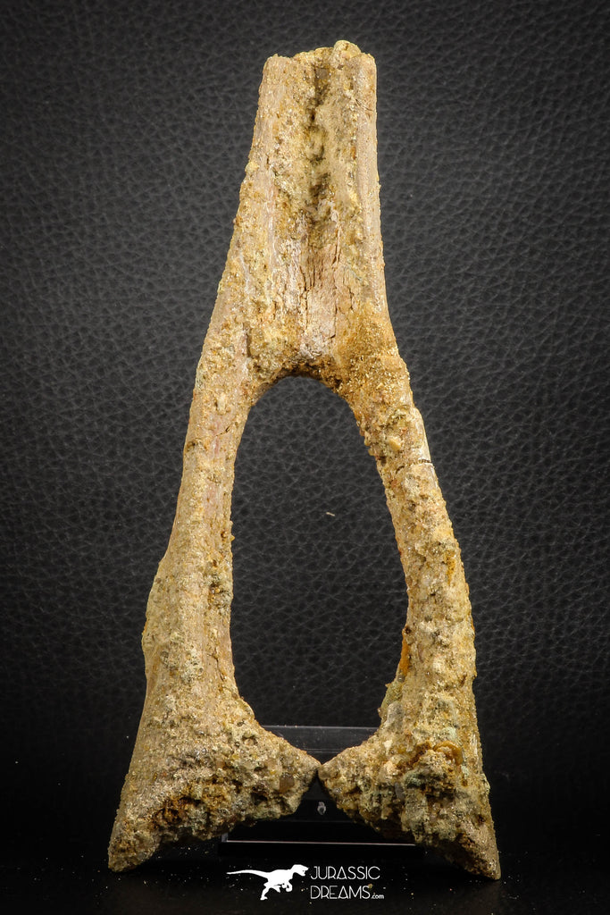 07574 - Top Rare 6.30 Inch Unidentified Dinosaur Chevron Bone Cretaceous KemKem Beds